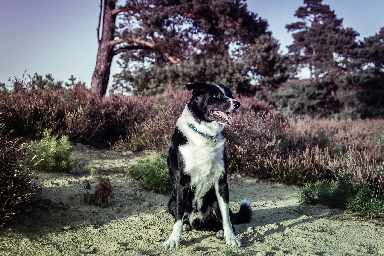 Der Hund in der Heide