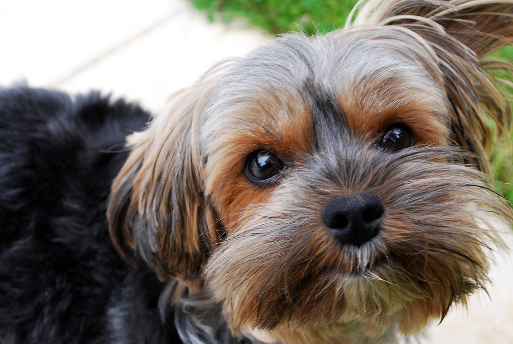 Der Hund ist der sechste Sinn des Menschen. Meine Josie