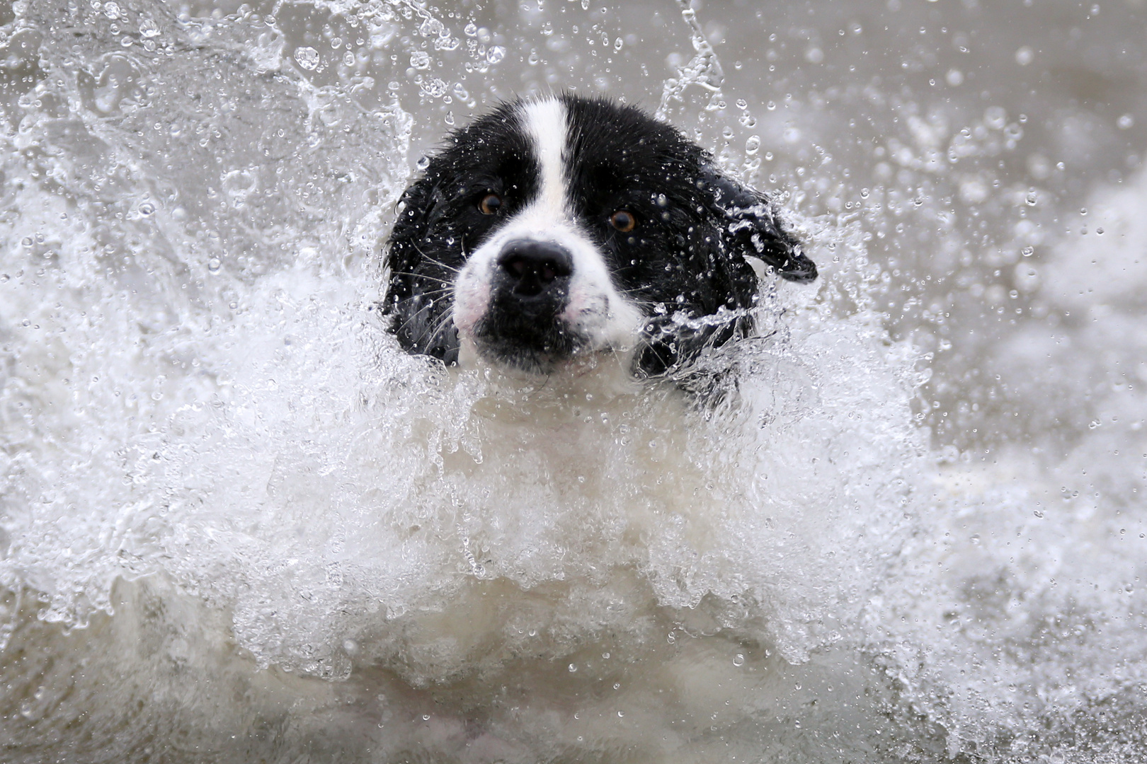 Der Hund ist dir im Sturme treu. Foto & Bild tiere, haustiere