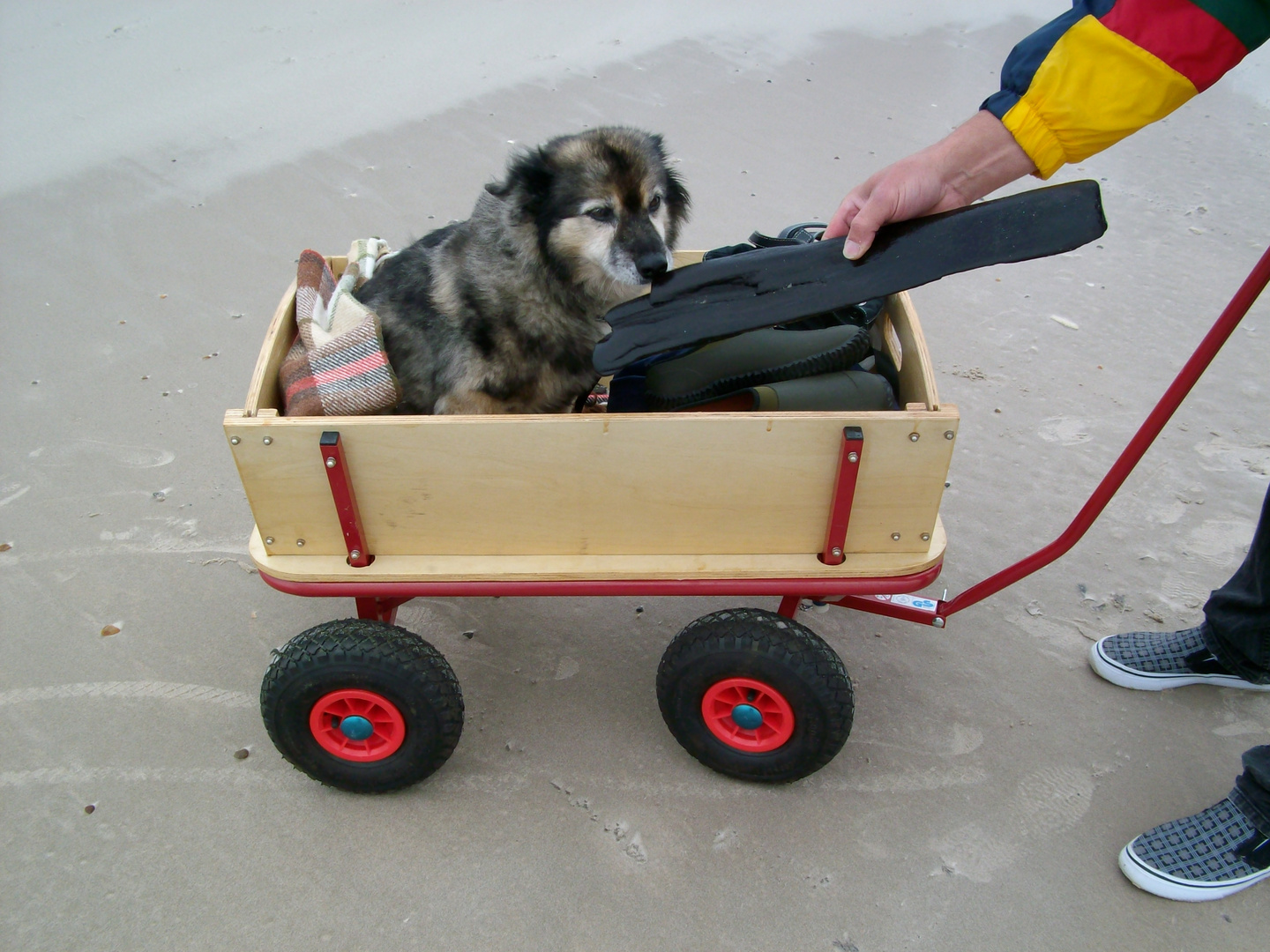 Der Hund ist König