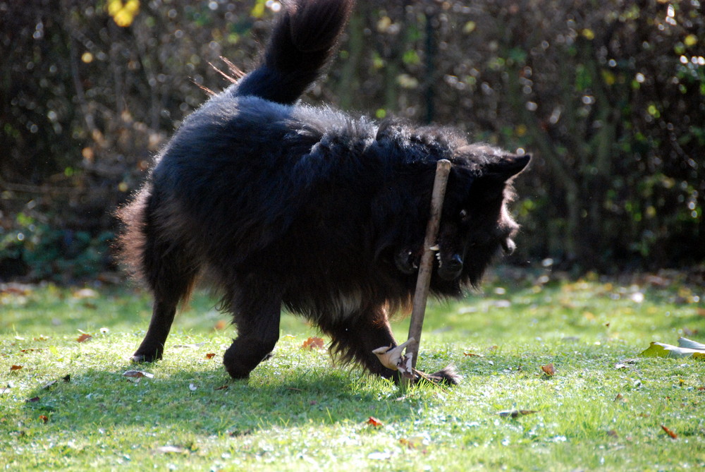 Der Hund liebt sein Stöckchen