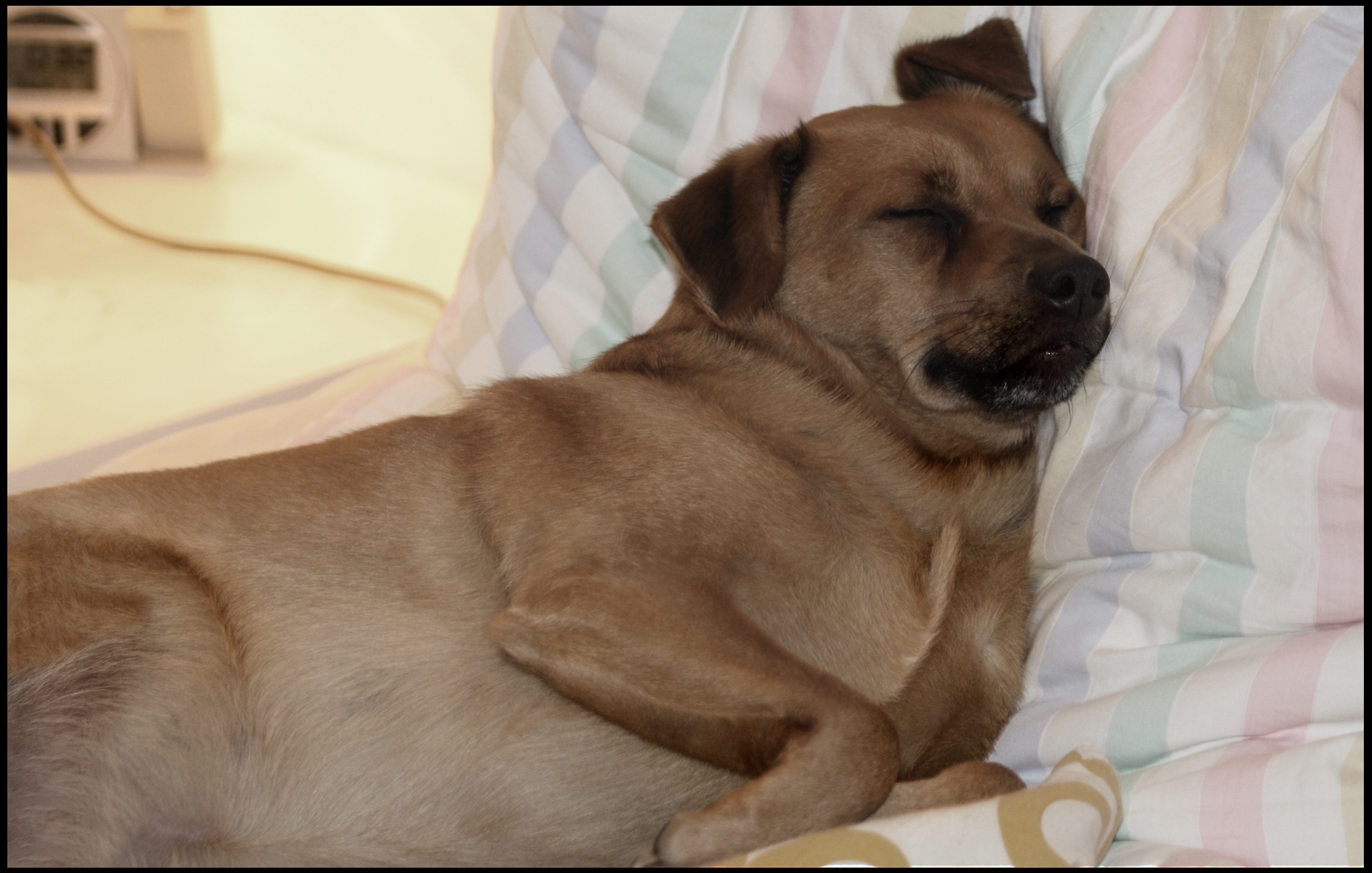 "Der Hund liegt hier wirklich sehr ungünstig !"