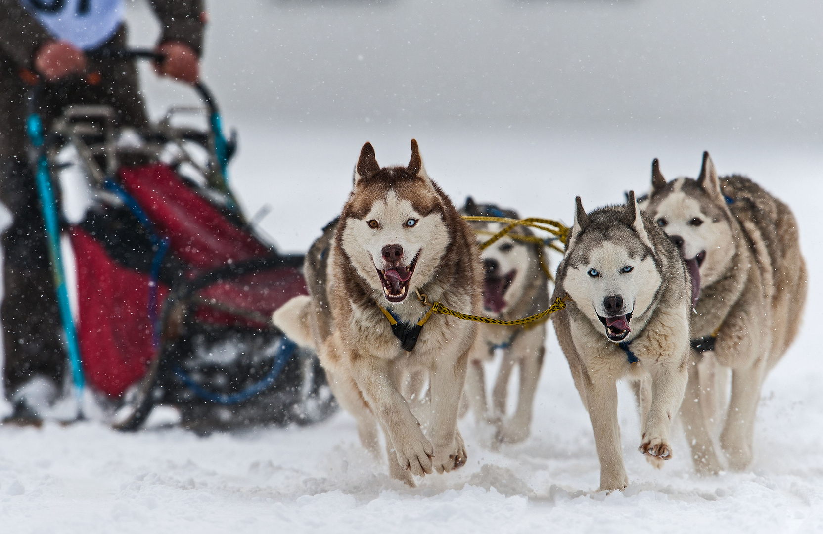 Der Hund links hat zwei verschiedene Augenfarben Foto &amp; Bild tiere