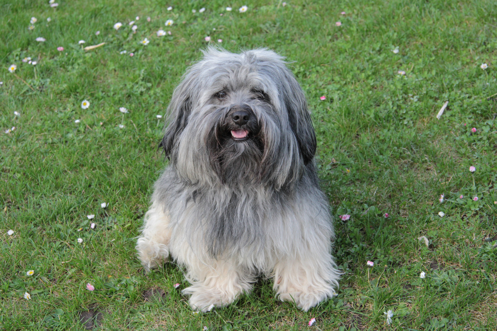 Der Hund mein bester Freund Foto & Bild tiere, tierfreundschaften