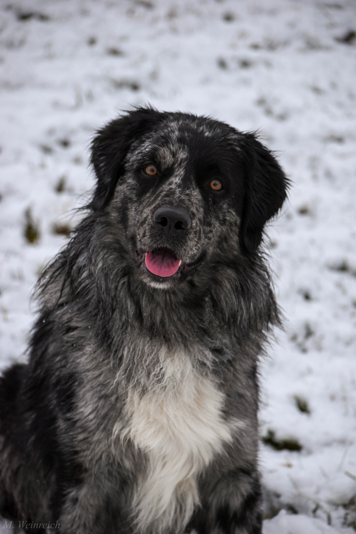 Der Hund meiner Freundin 