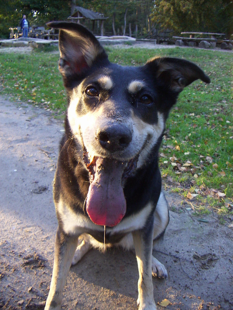 der Hund meiner Schwiegermutter