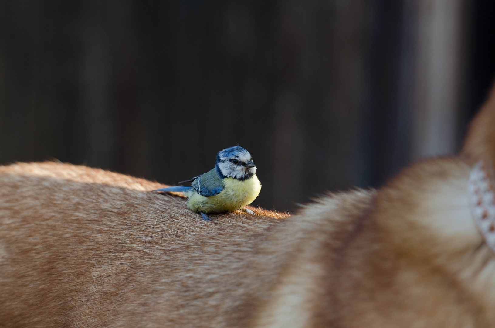 Der Hund mit der Meise