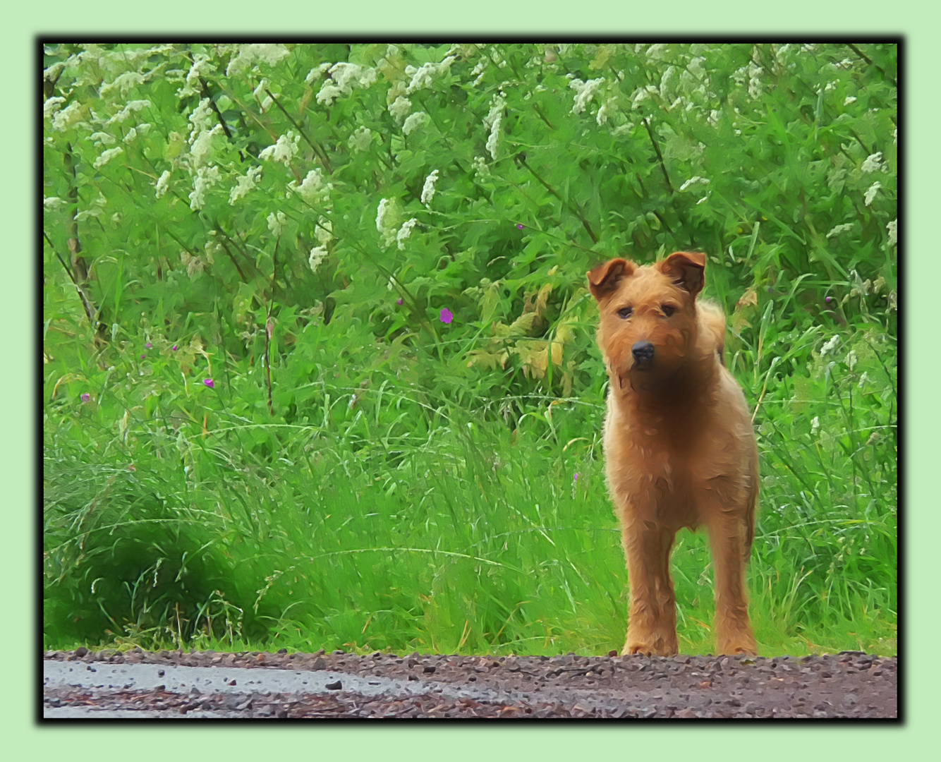 Der Hund sieht mich!