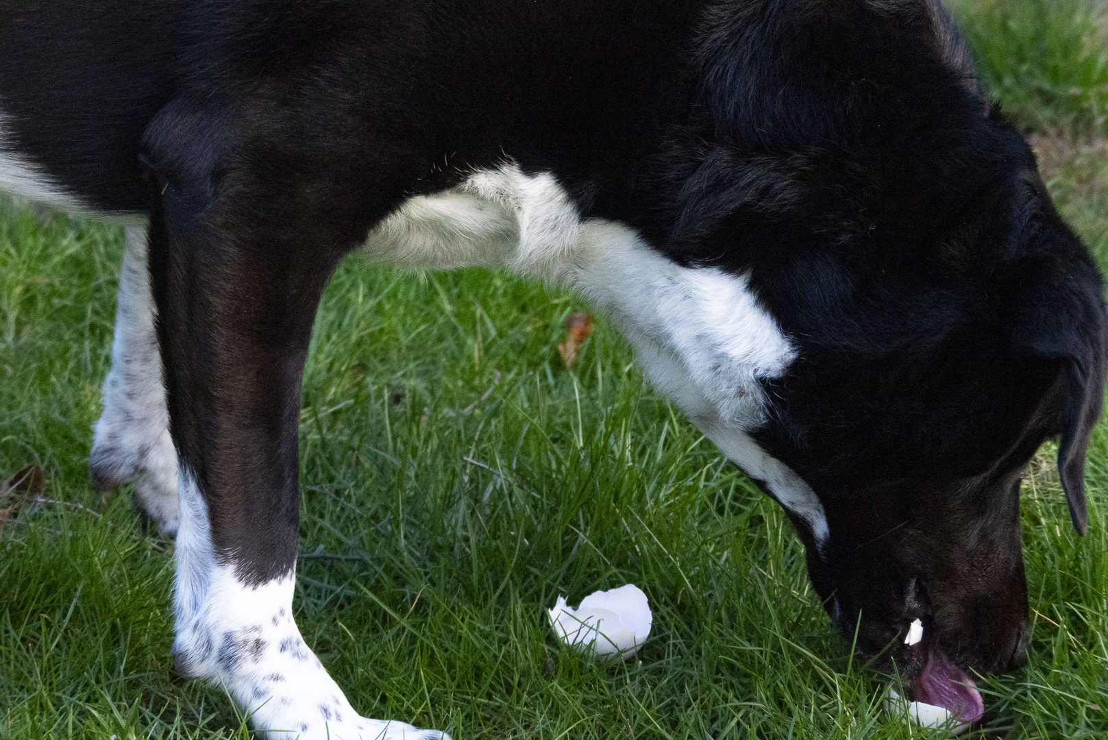 Der Hund und das Ei