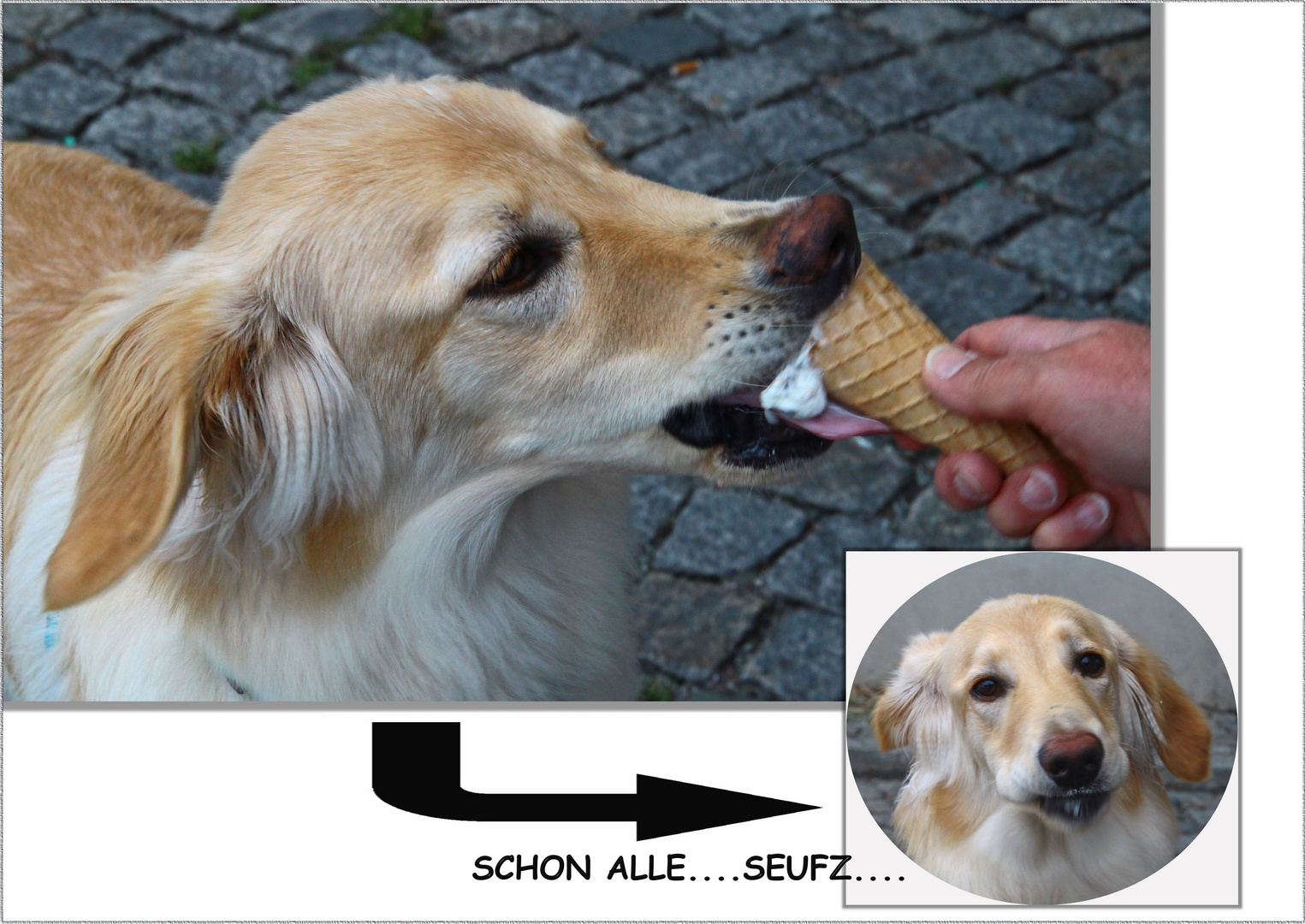 Der Hund und das Eis