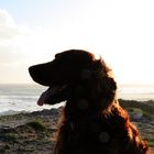 der hund und das meer ...