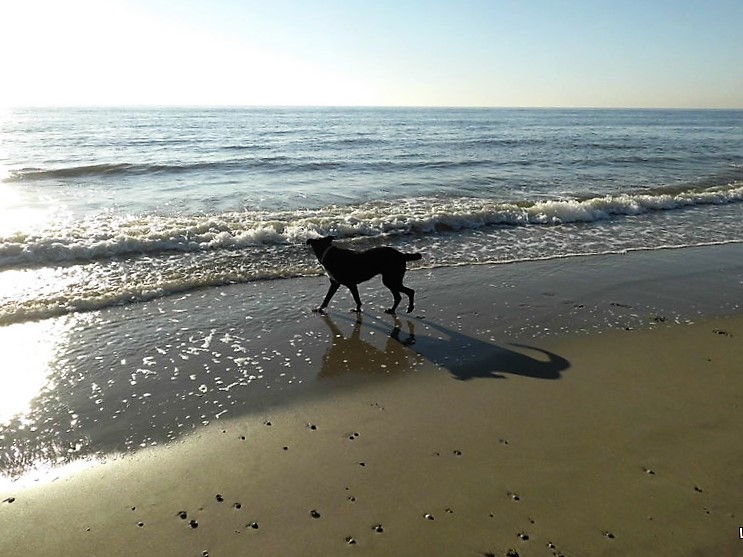 Der Hund und das Meer  