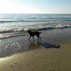 Der Hund und das Meer  