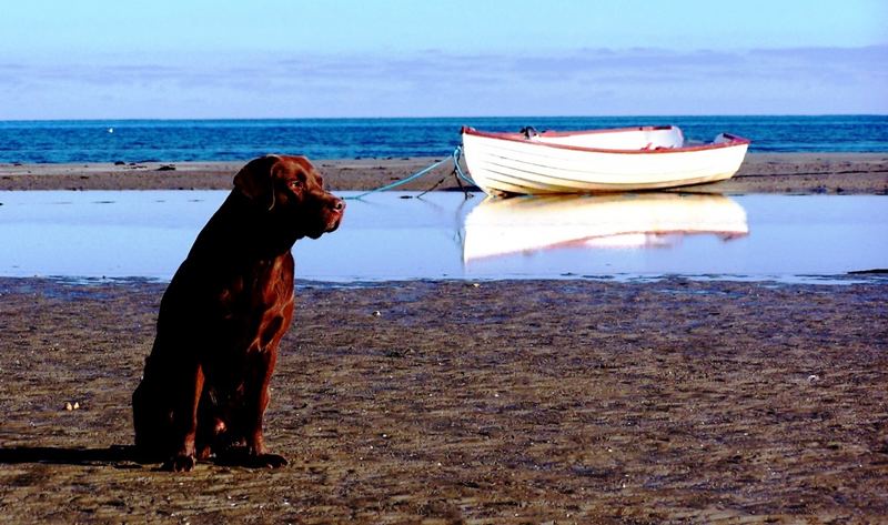 der hund und das meer