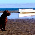 der hund und das meer