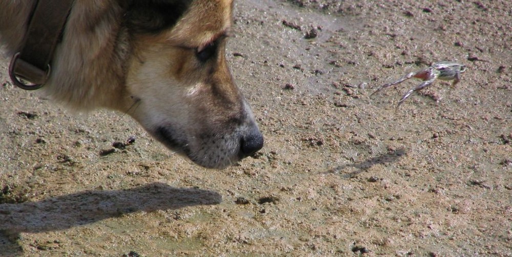 der Hund und der Frosch - Kanada