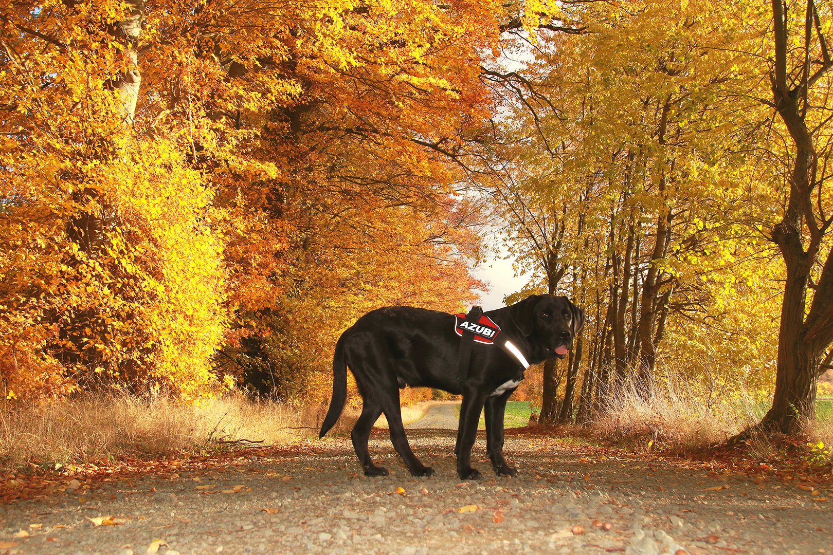 Der Hund und der Herbst