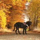 Der Hund und der Herbst