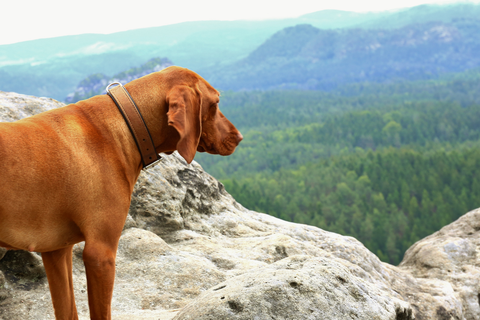 Der Hund und die Berge