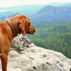 Der Hund und die Berge