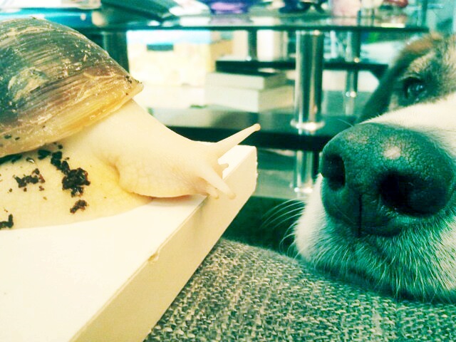 Der Hund und die Schnecke