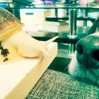 Der Hund und die Schnecke