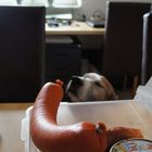 Der Hund und die Wurst