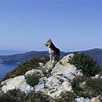 Der Hund und Meer