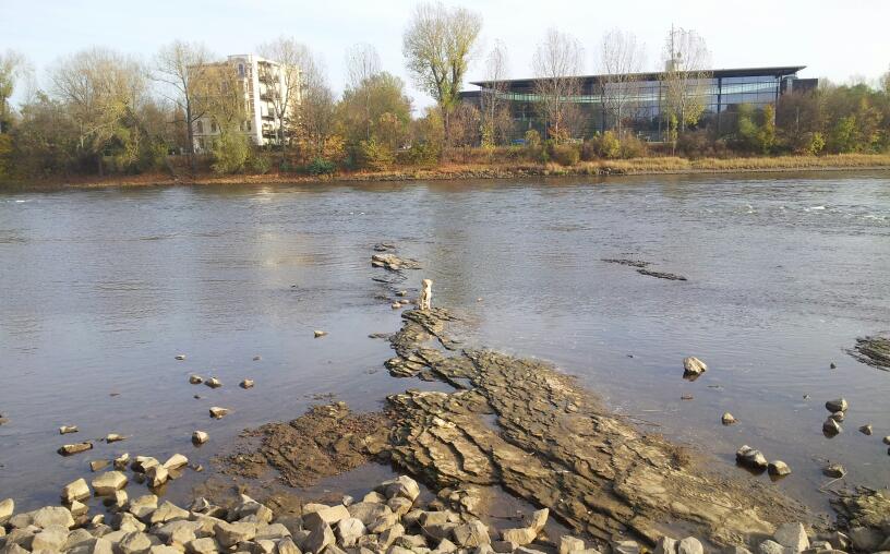 Der Hund und sein Fluss