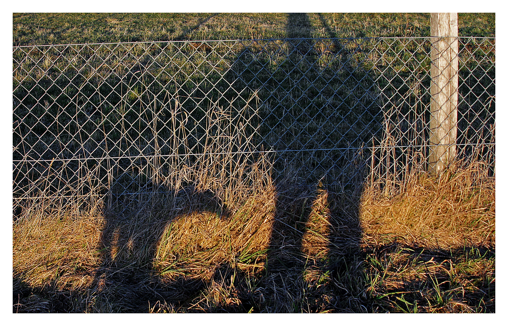 Der Hund und sein Meister