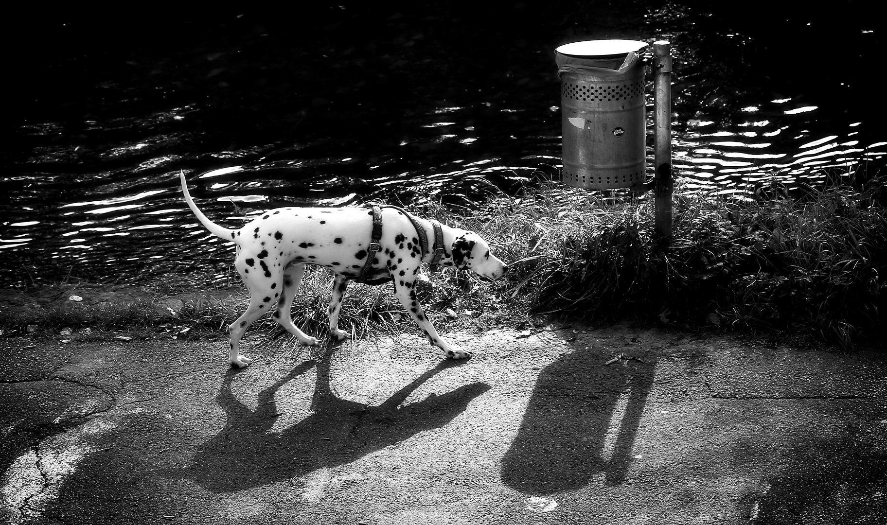 Der Hund und sein Schatten