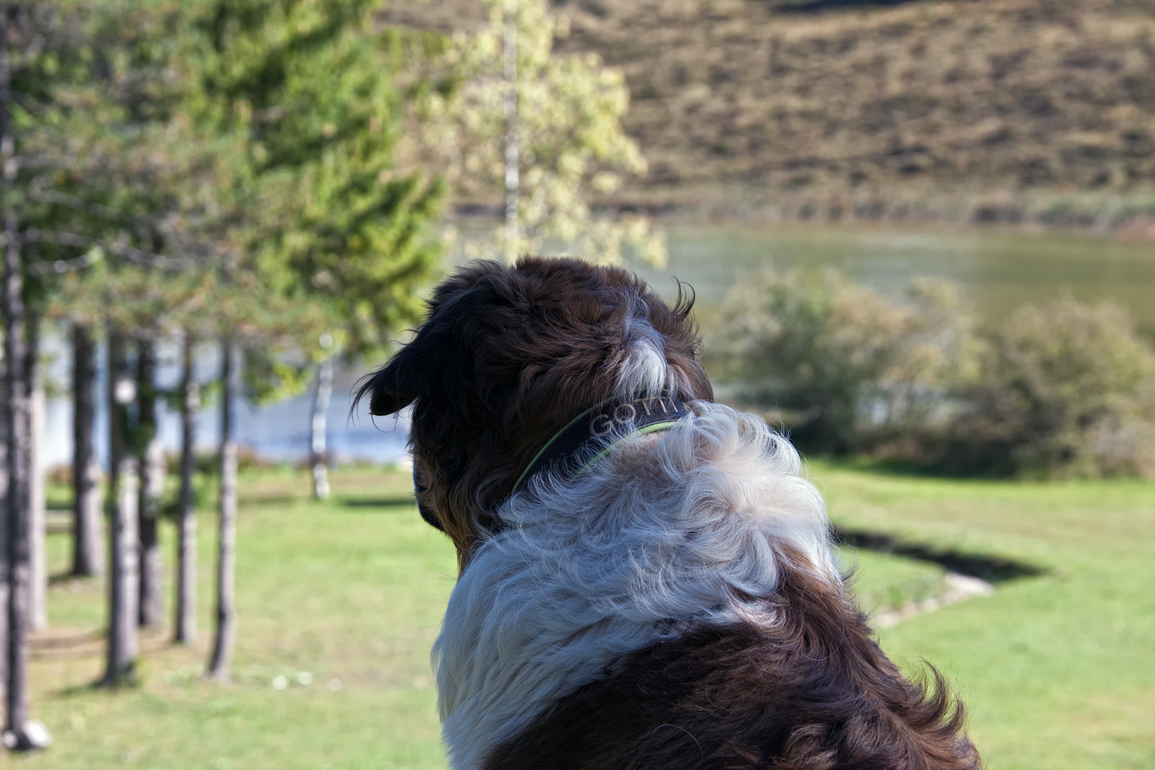 Der Hund und sein See