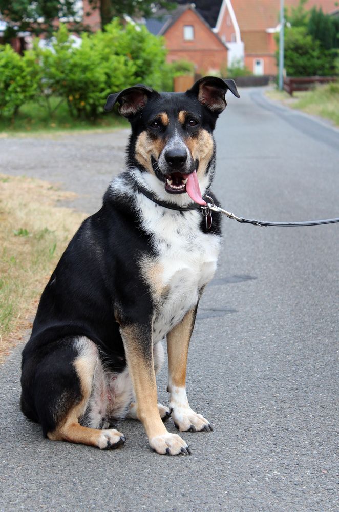 der Hund vom Nachbarn Foto & Bild hunde, hund, natur Bilder auf