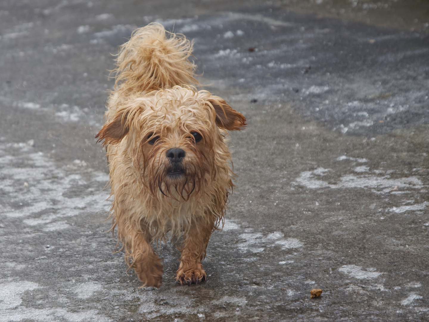 Der Hund von Baskervillchen