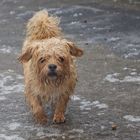 Der Hund von Baskervillchen