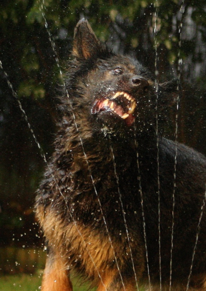 Der Hund von Baskerville… Foto & Bild tiere, haustiere, hunde