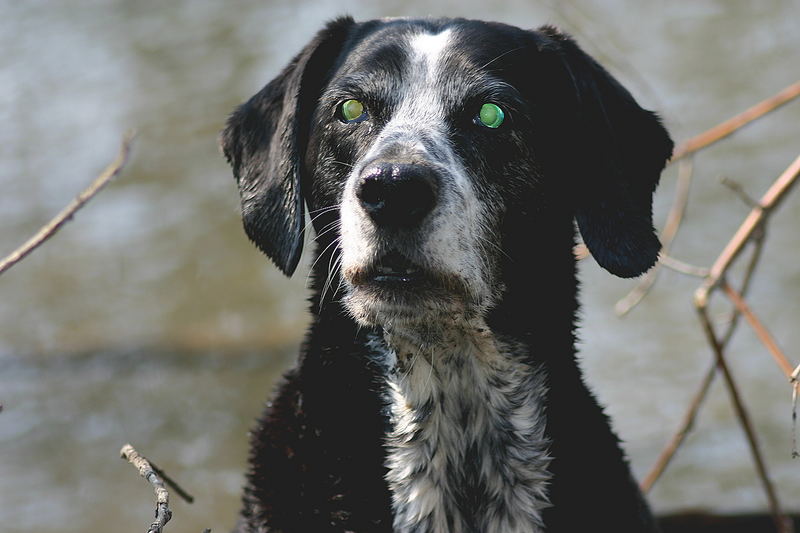 Der Hund von Baskerville? Foto &amp; Bild tiere, haustiere, hunde Bilder