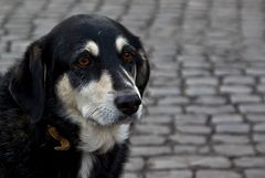 Der Hund von der Via Appia Antica