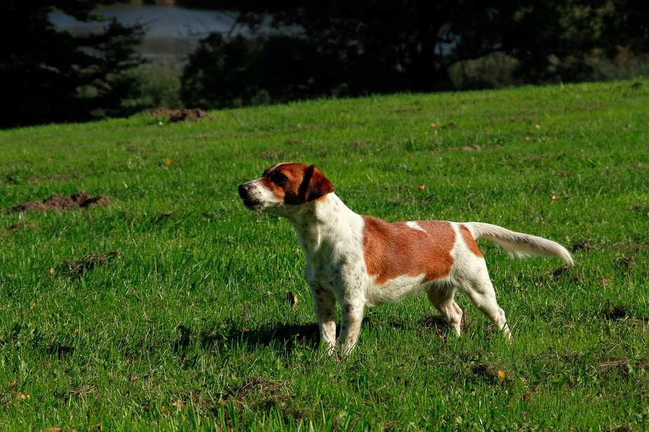 der Hund von Lietzen Nord :-)