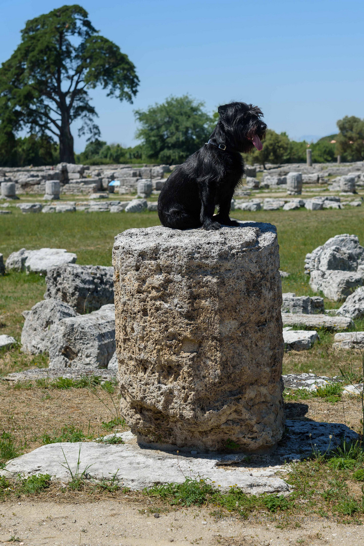 Der Hund von Paestum