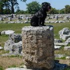 Der Hund von Paestum