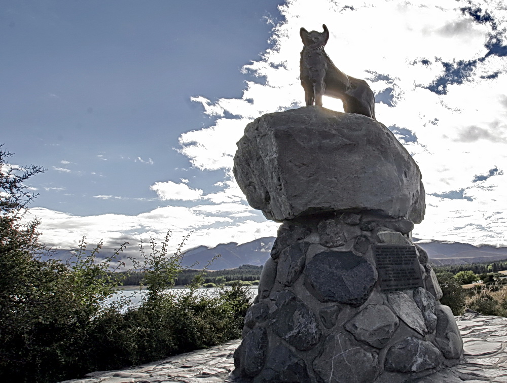 Der Hund von Tekapo