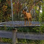 Der Hund von Trampolin-Ville