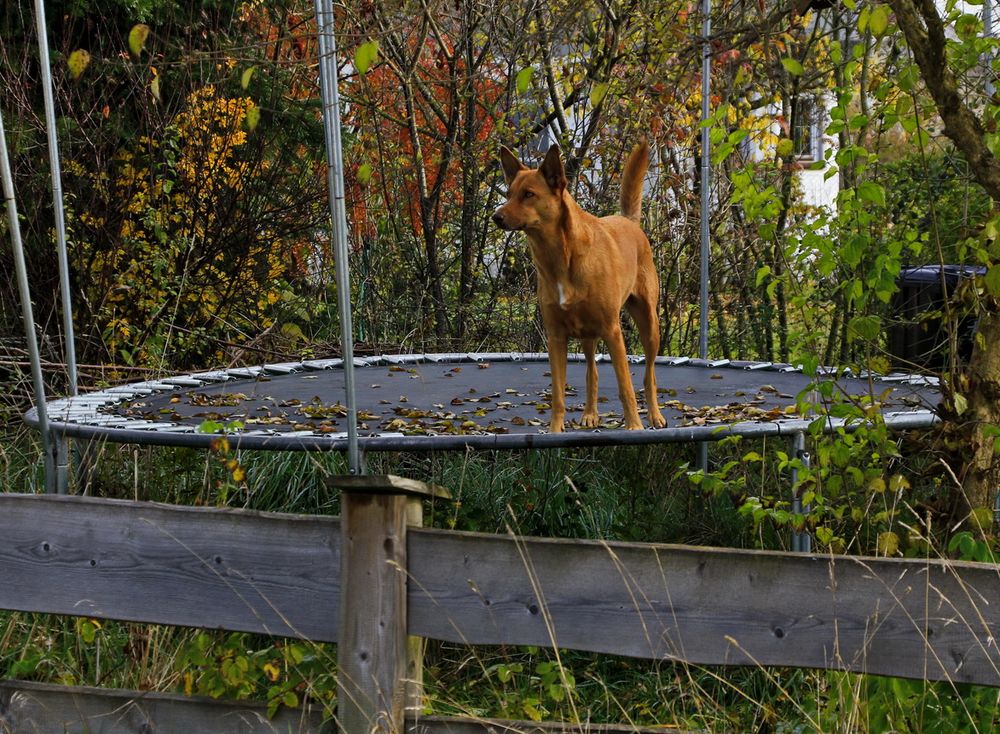 Der Hund von TrampolinVille Foto & Bild tiere, haustiere, pflanzen