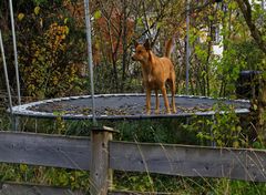 Der Hund von Trampolin-Ville