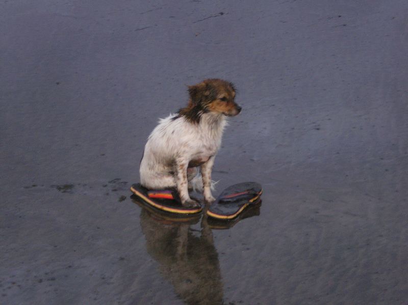 Der Hund wartet am Strand auf das Herrchen