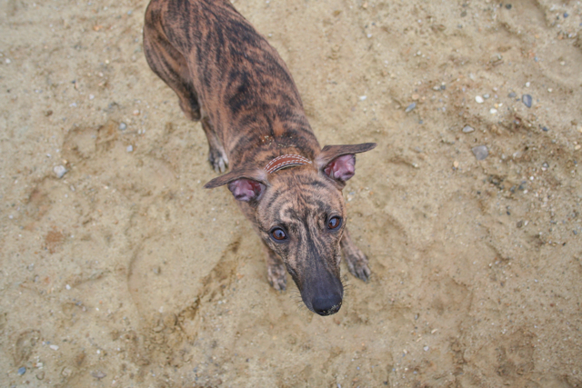 der Hunde(Whippet)blick