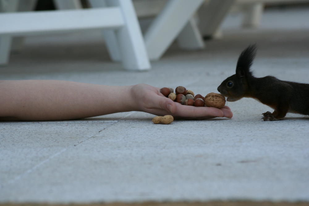 Der Hunger besiegt die Angst!