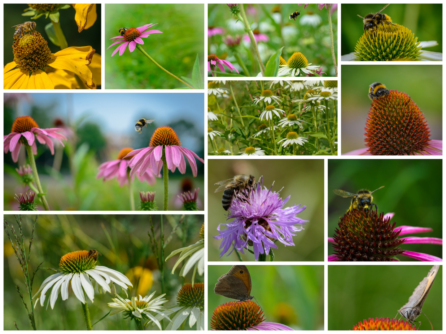 Der Hunger der Bienen