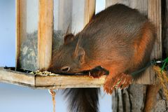 Der Hunger ist gross